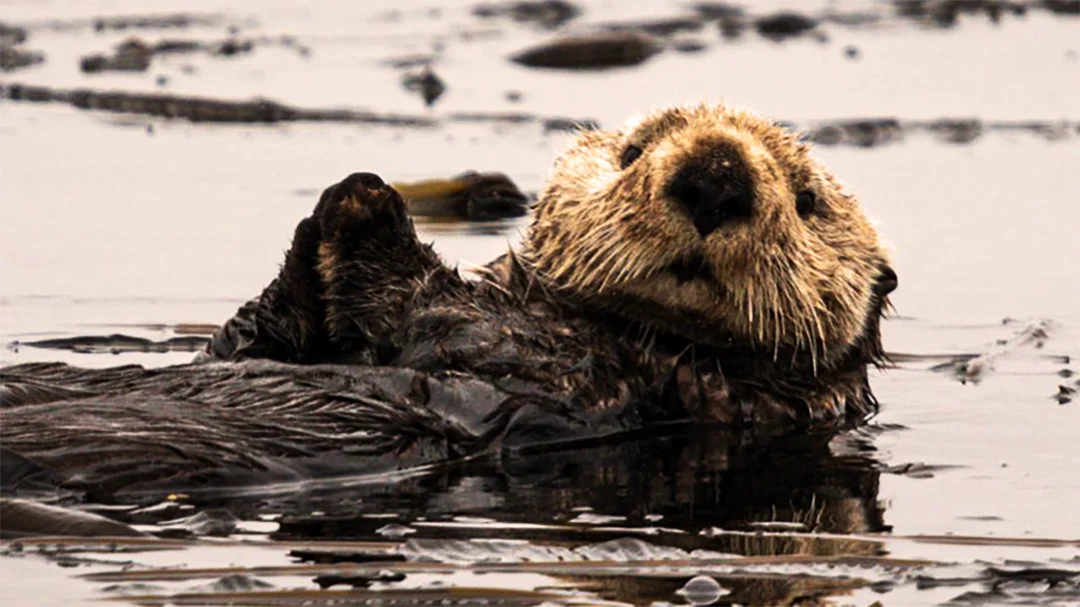 beaver fur trade in Canada