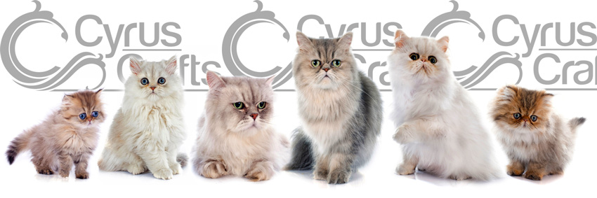 Persian Cat For Sale : Buy Persian Kittens Online At Best Price