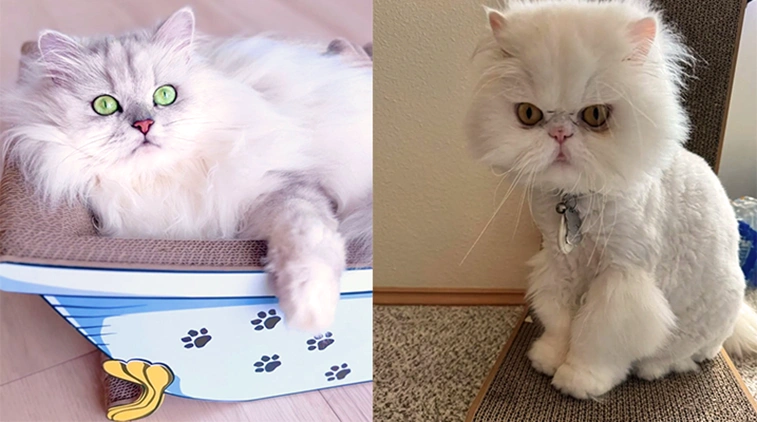 types of Persian cat faces